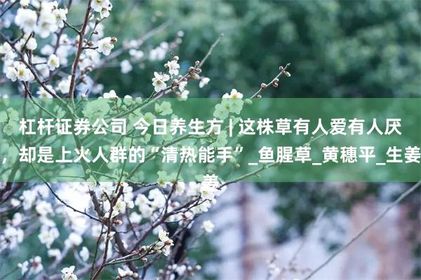 杠杆证券公司 今日养生方 | 这株草有人爱有人厌，却是上火人群的“清热能手”_鱼腥草_黄穗平_生姜